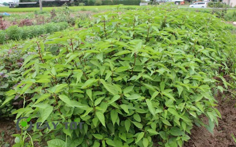 Hạt Giống Rau Đay Cao Sản