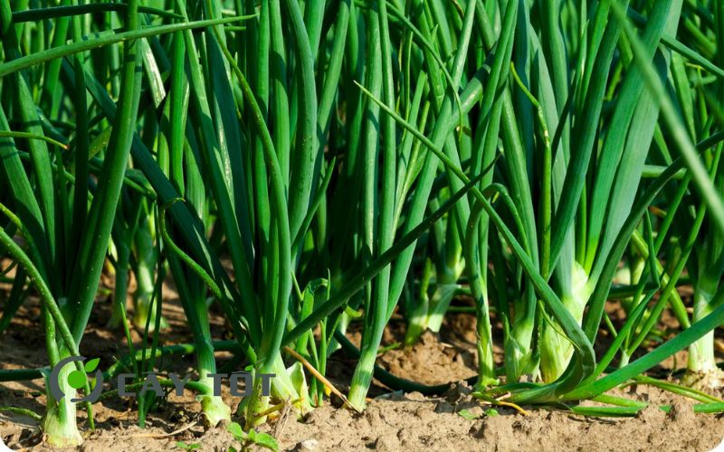 Hạt Giống Hành Lá