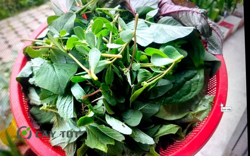 Hạt Giống Rau Tập Tàng