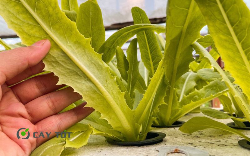 Hạt Giống Rau Diếp Thơm