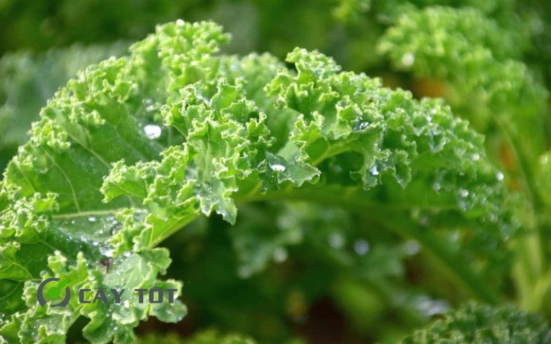 Hạt Giống Diếp Xoăn