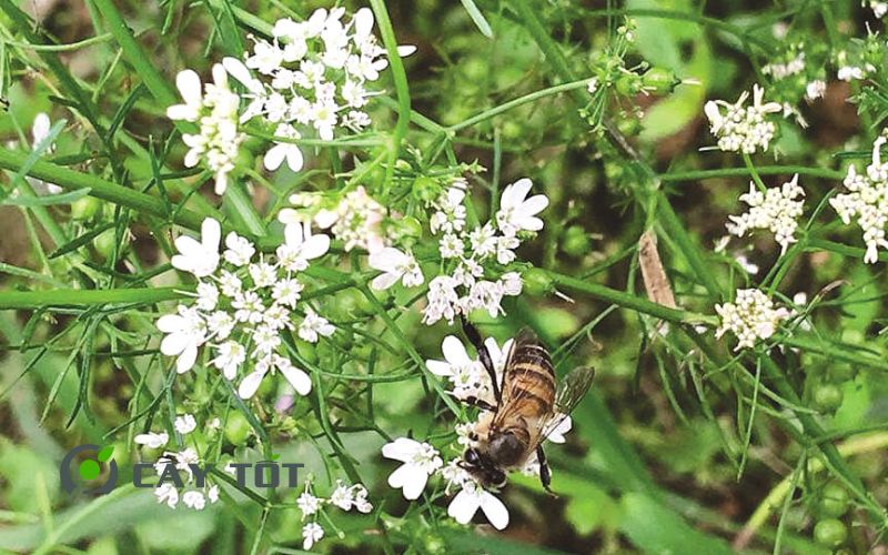 Hạt Giống Rau Mùi Già