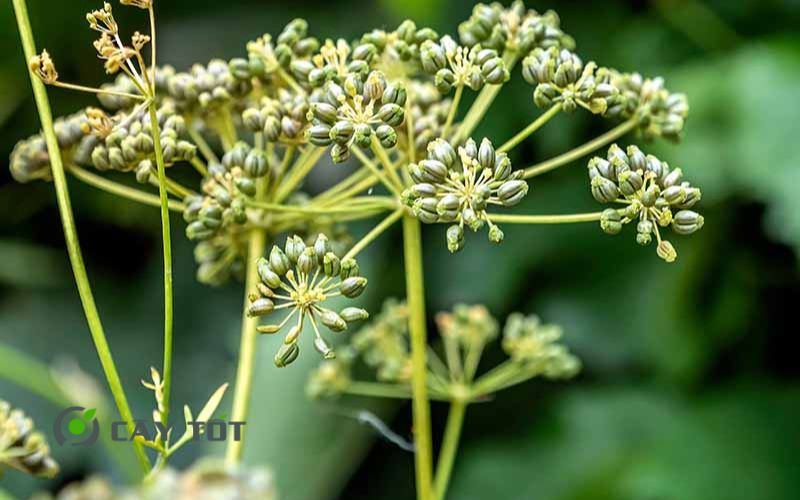 Hạt Giống Ngò Tây