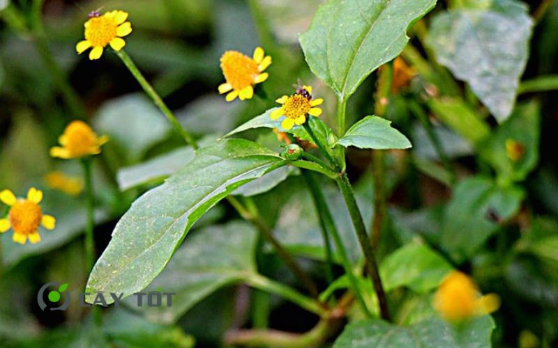 Hạt Giống Rau Cúc Áo