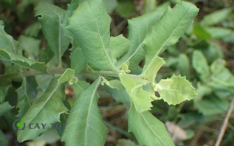 Hạt Giống Rau Cúc Tần