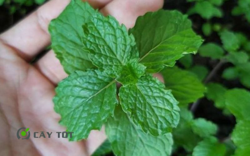 Hạt Giống Húng Lủi Thái