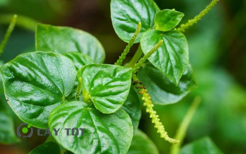 Hạt Giống Rau Càng Cua Đỏ