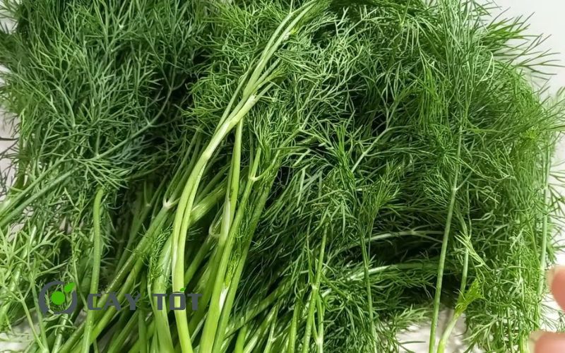 Hạt Giống Thì Là