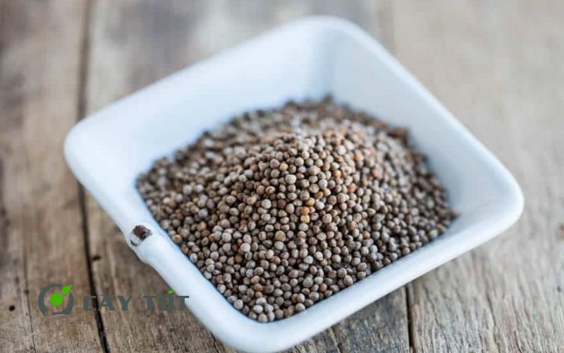 Hạt Giống Tía Tô