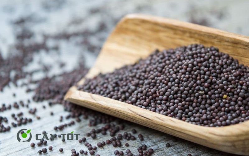 Hạt Giống Cải Ngọt