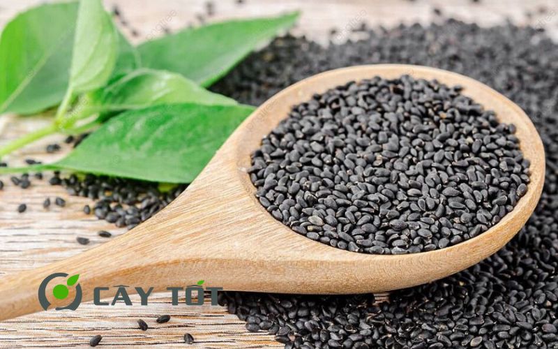 Hạt Giống Rau Húng Quế