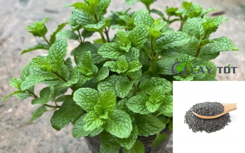 Hạt Giống Rau Húng Lủi