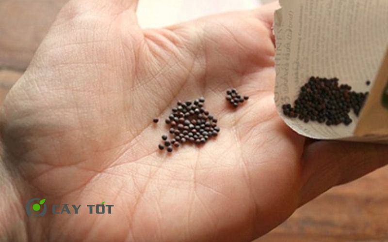 Hạt Giống Rau Húng Cây