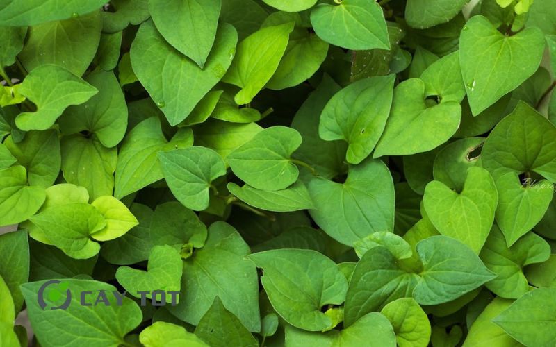 Hạt Giống Diếp Cá