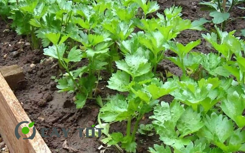 Hạt Giống Rau Thơm Tổng Hợp