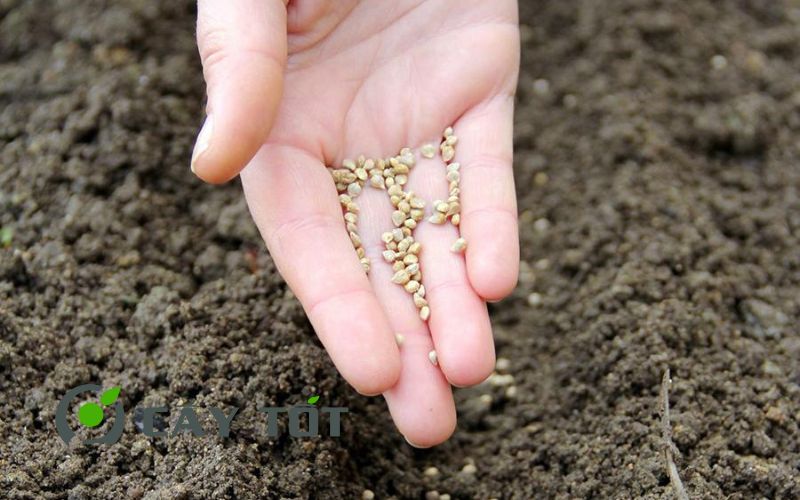 Hạt Giống Kinh Giới