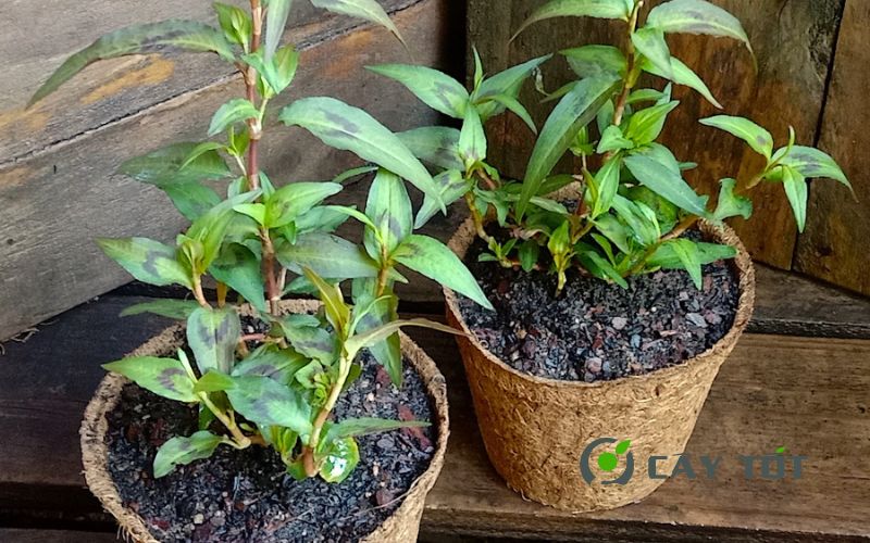 Hạt Giống Rau Răm