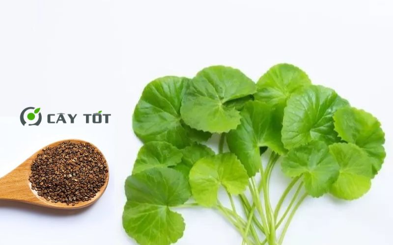 Hạt Giống Rau Má