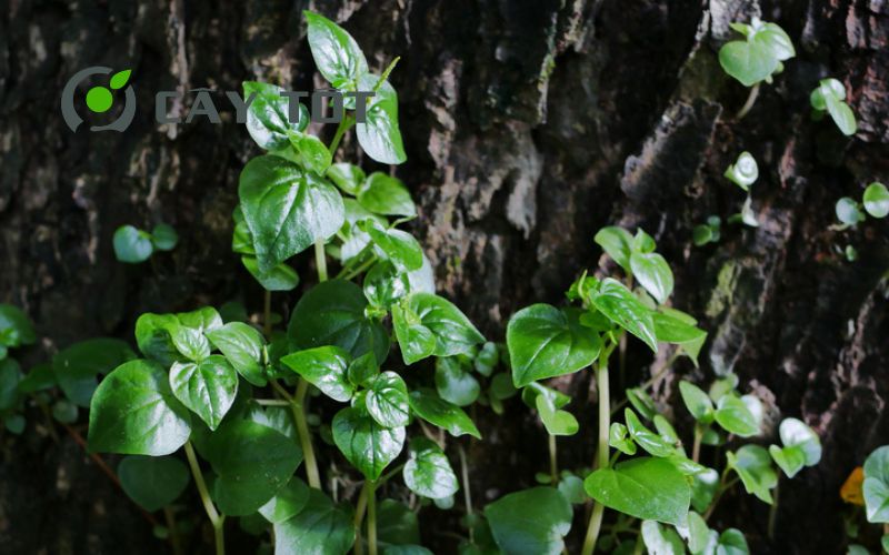 Hạt Giống Rau Càng Cua