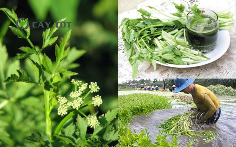 Hạt Giống Rau Cần Nước