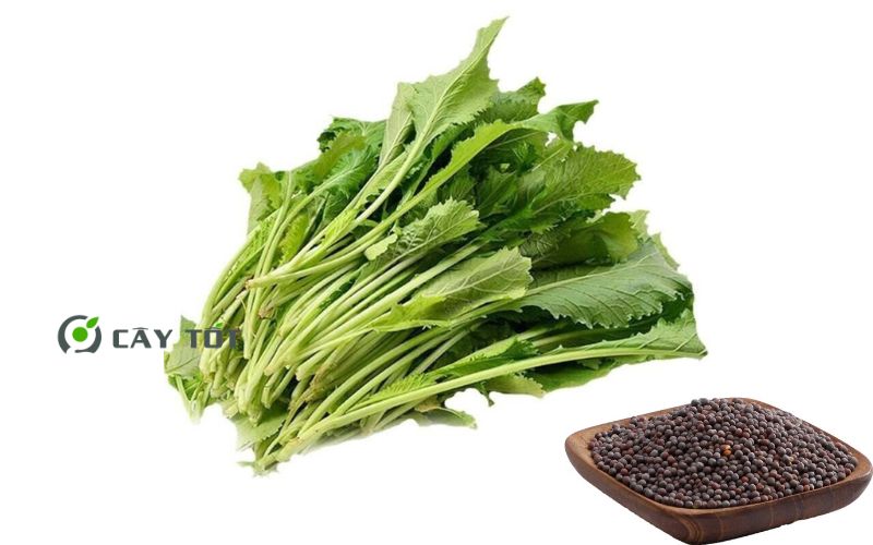 Hạt Giống Cải Xanh