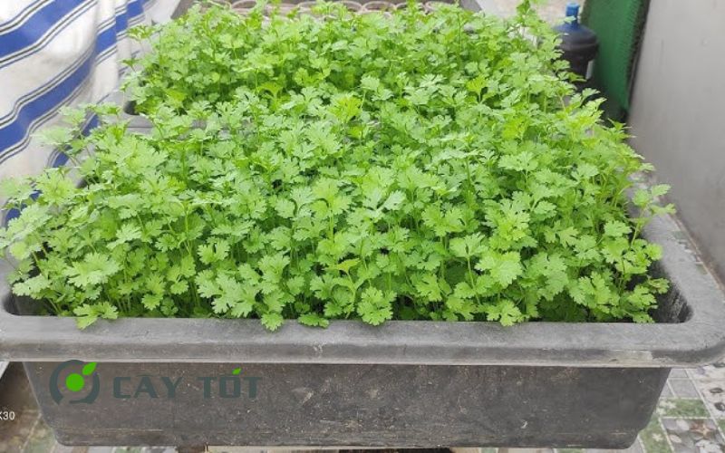 Hạt Giống Ngò Rí