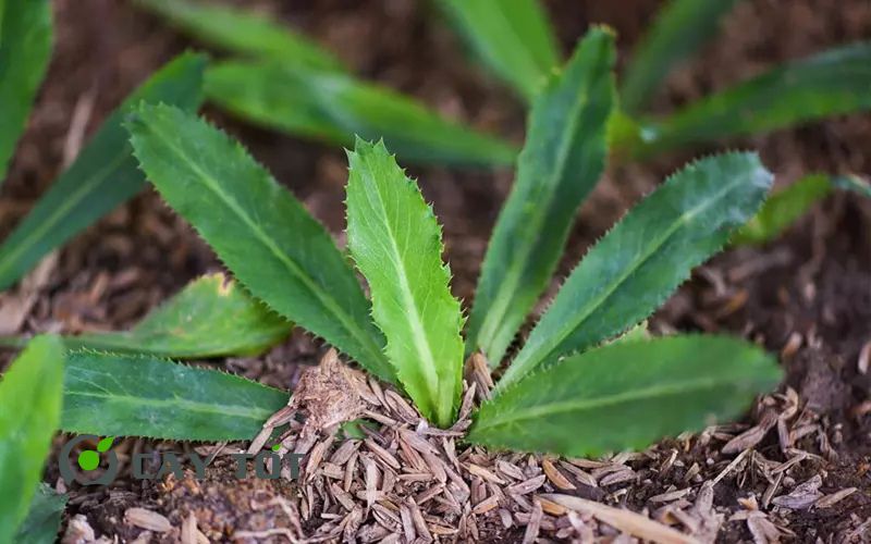 Hạt Giống Ngò Gai