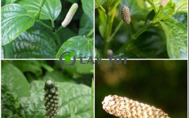 Hạt Giống Lá Lốt