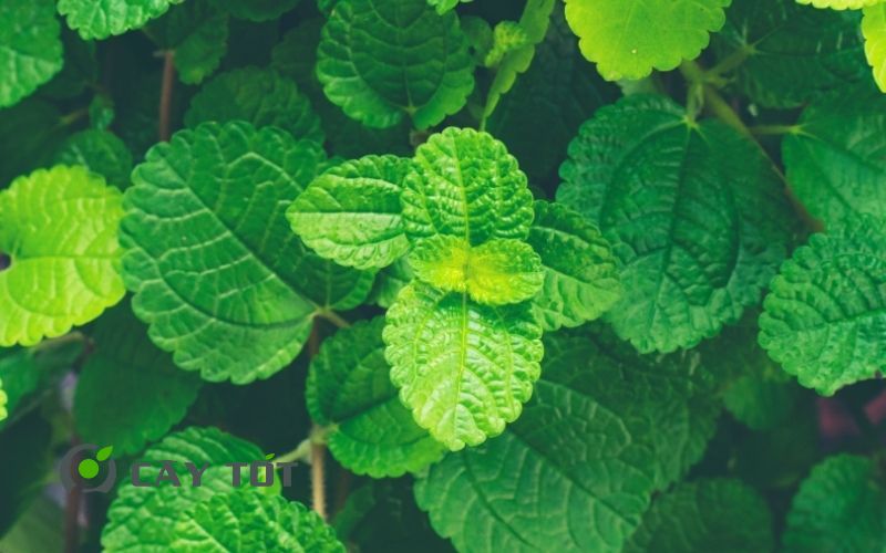 Hạt Giống Bạc Hà