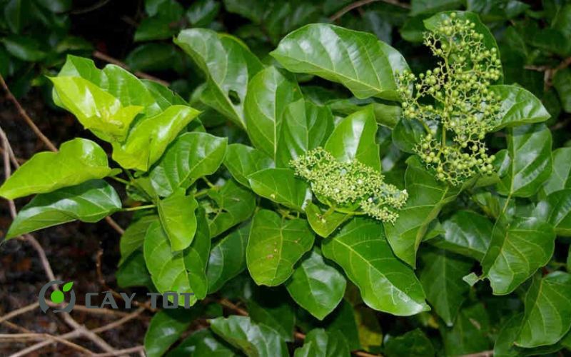 Hạt Giống Lá Cách