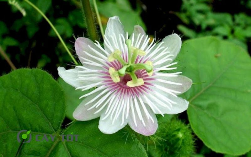 Hạt Giống Lạc Tiên