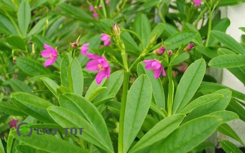 Hạt Giống Rau Sâm