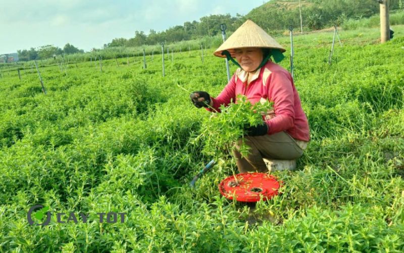 Hạt Giống Rau Om