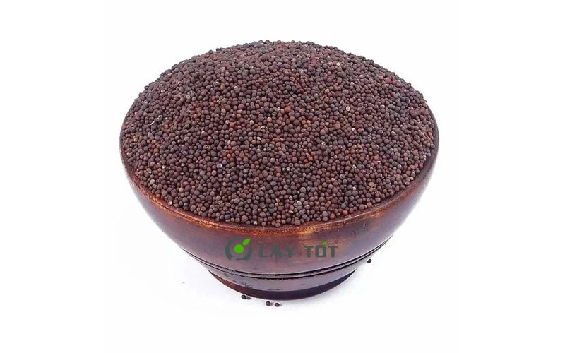 Hạt Giống Cải Bẹ Dún