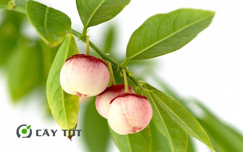 Hạt Giống Rau Bồ Ngót