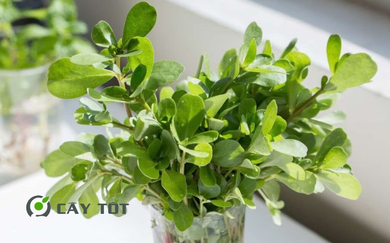 Hạt Giống Rau Sam