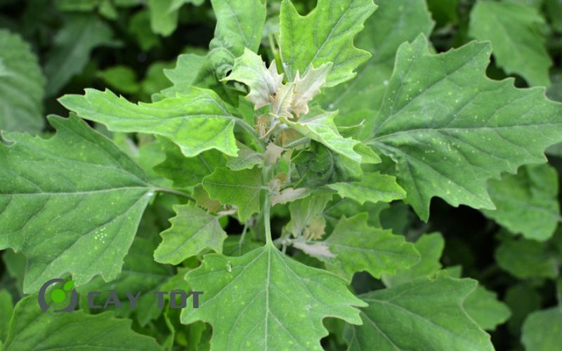 Hạt Giống Rau Muối