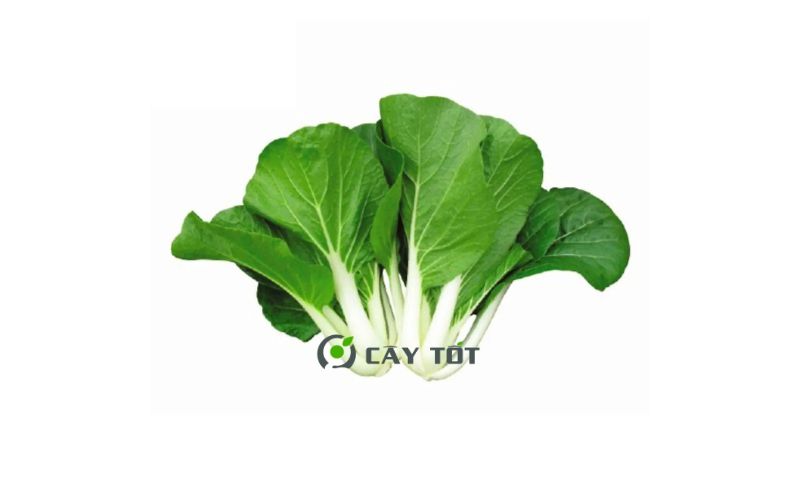 Hạt Giống Cải Bẹ Trắng
