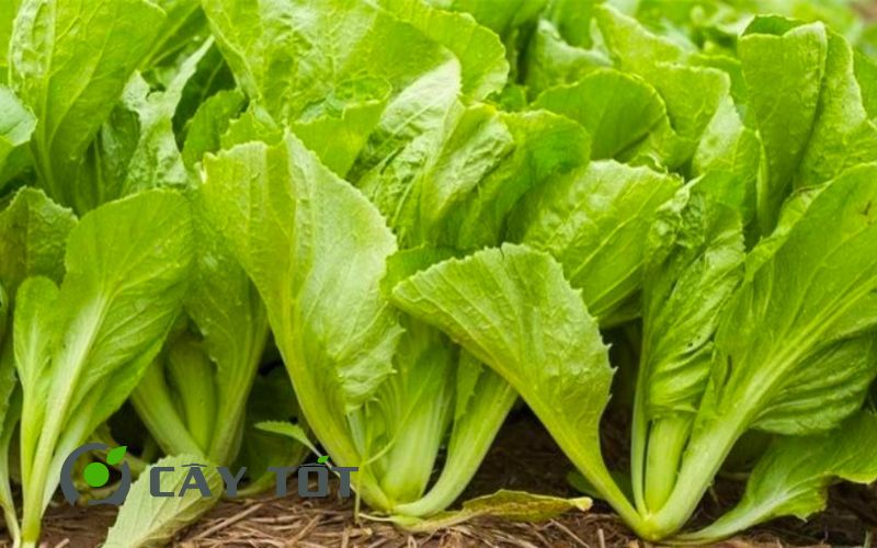 Hạt Giống Cải Bẹ Xanh