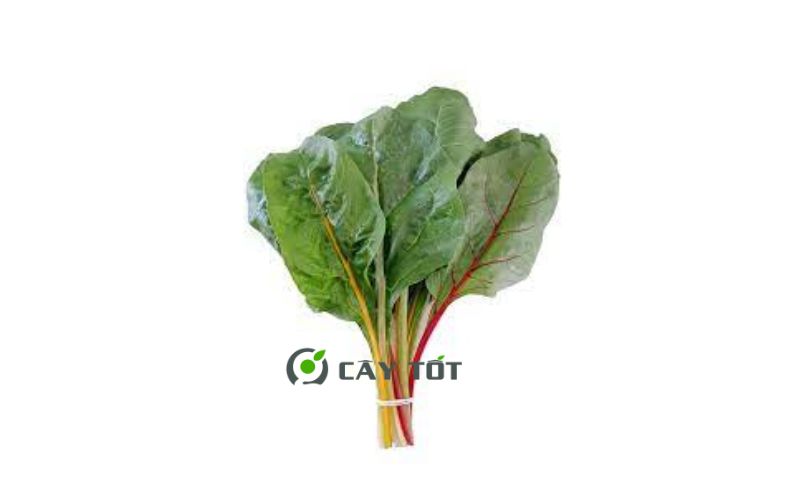 Hạt Giống Cải Cầu Vồng