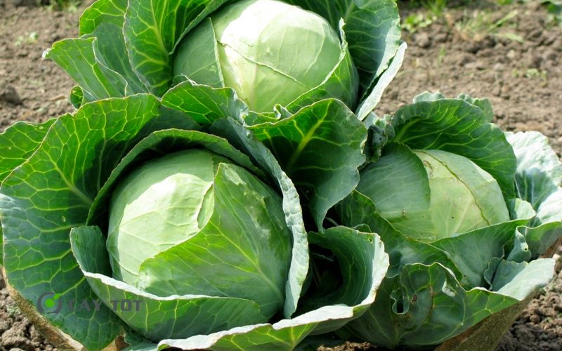 Hạt Giống Bắp Cải