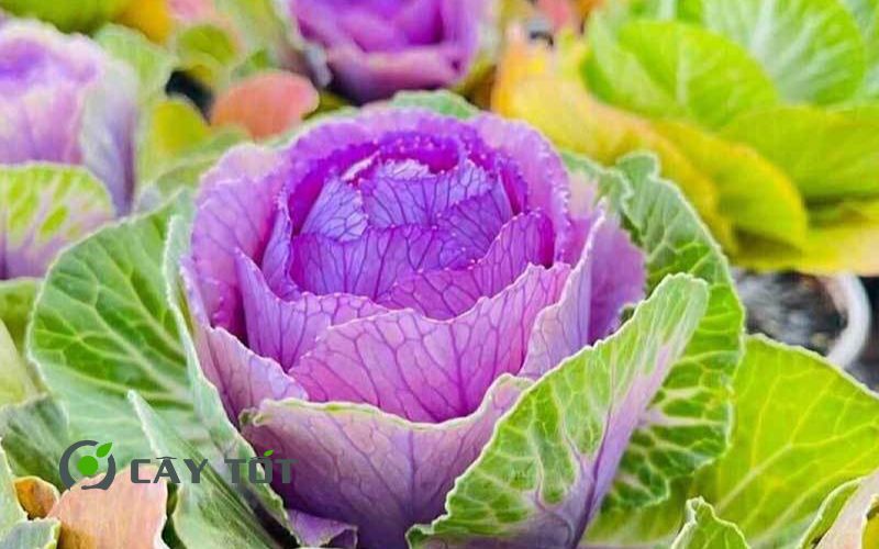 Hạt Giống Bắp Cải Tím