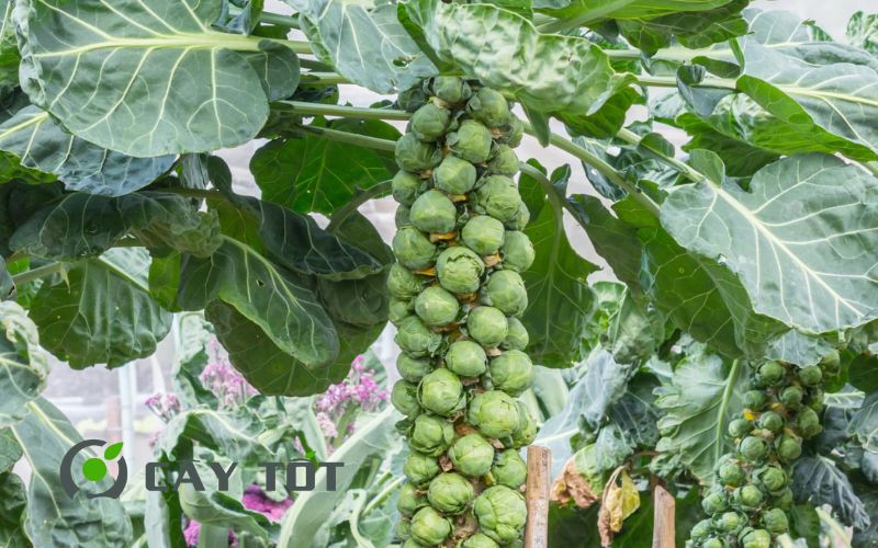 Hạt Giống Bắp Cải Mini