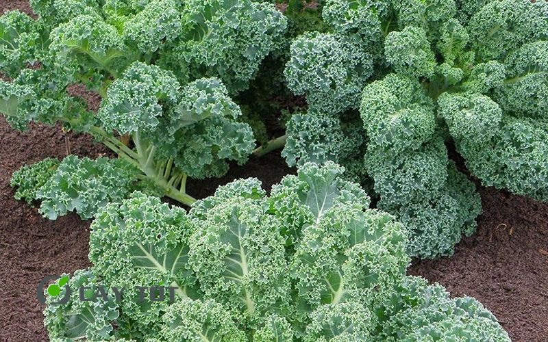 Hạt Giống Cải Xoăn Kale