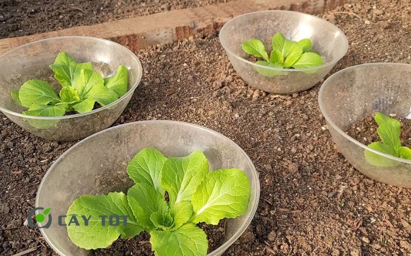 Hạt Giống Cải Thảo