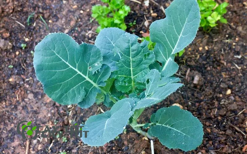 Hạt Giống Súp Lơ Xanh