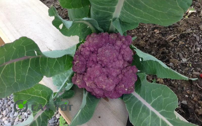 Hạt Giống Súp Lơ Tím