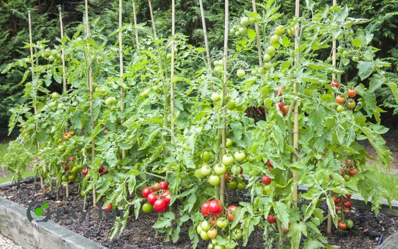 Hạt Giống Cà Chua Bi