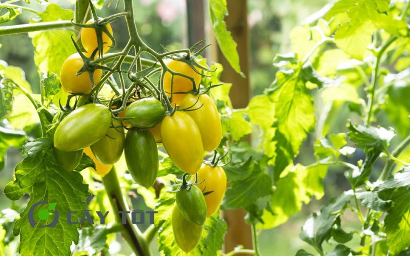 Hạt Giống Cà Chua Vàng