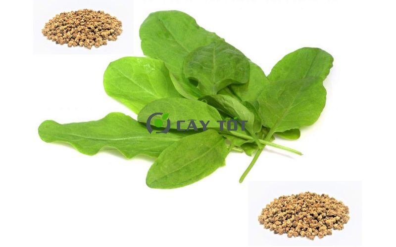 Hạt Giống Cải Bó Xôi